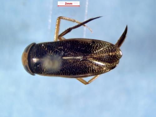 Hesperocorixa vulgaris