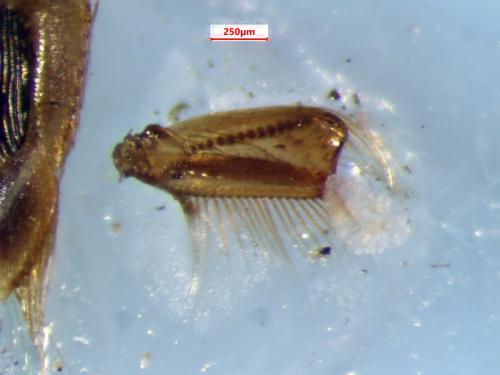 Réf. 366 278 : Hesperocorixa vulgaris