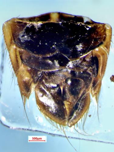 Réf. 366 279 : Hesperocorixa vulgaris