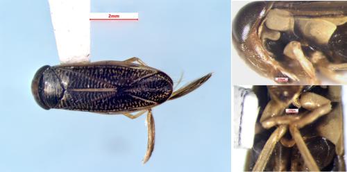 Sigara bicoloripennis