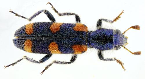 Trichodes ganglbaueri