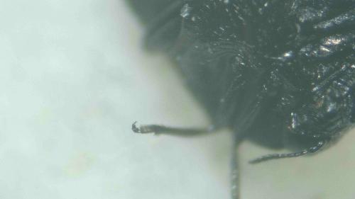 Réf. 366 390 : Trachys menthae