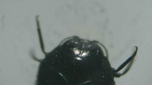 Réf. 366 441 : Trachys menthae