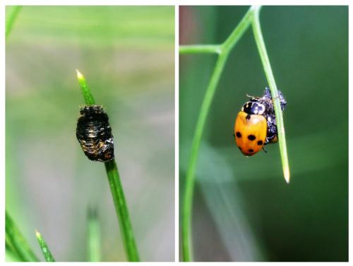 Hippodamia variegata