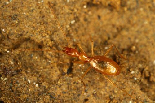 Aphaenops parallelus