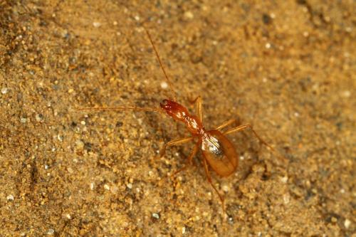 Aphaenops parallelus