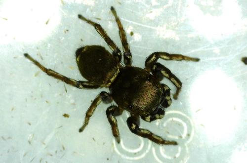 Heliophanus tribulosus