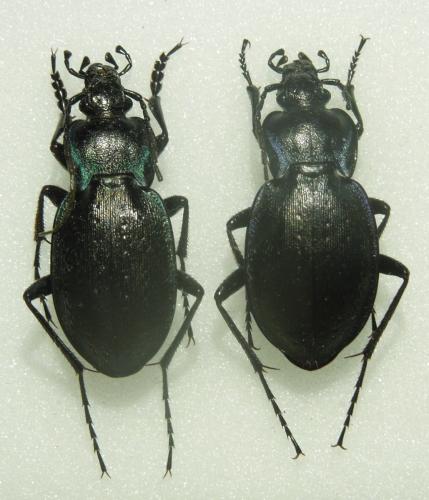 Carabus amplipennis