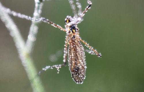 Nephrotoma appendiculata