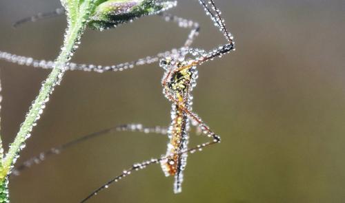 Nephrotoma appendiculata