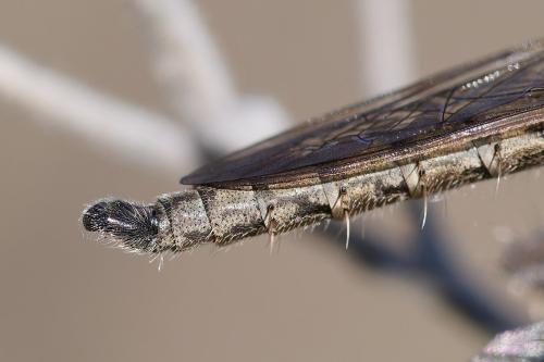 Réf. 366 272 : Neoepitriptus inconstans