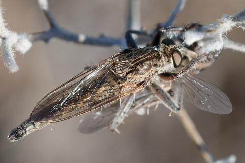 Réf. 366 271 : Neoepitriptus inconstans