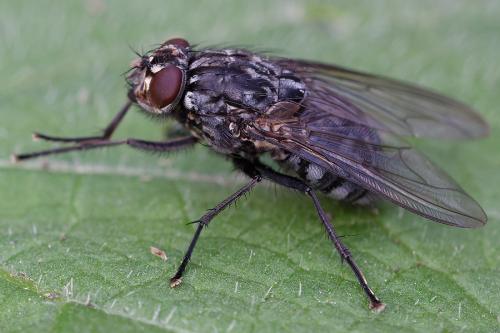 Polietes meridionalis