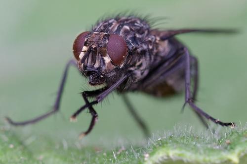 Polietes meridionalis