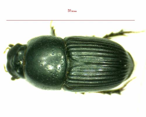 Eupleurus subterraneus