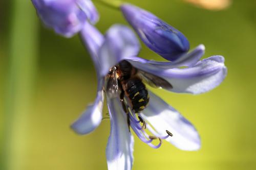 Anthidium septemspinosum