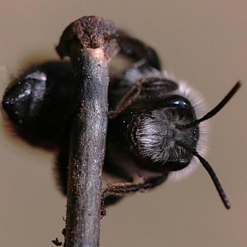 Andrena cineraria