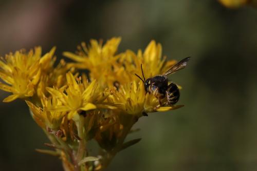 Anthidium oblongatum