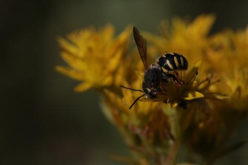 Anthidium oblongatum