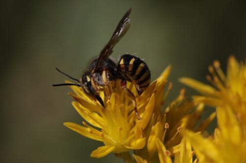 Anthidium oblongatum