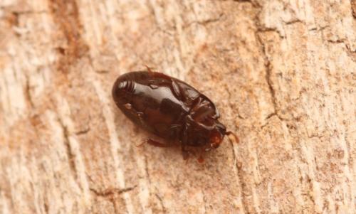 Paromalus flavicornis