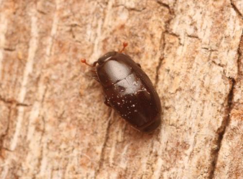 Paromalus flavicornis