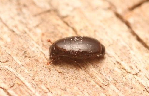 Paromalus flavicornis