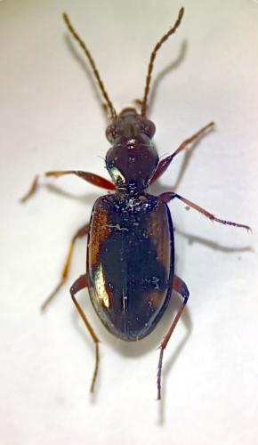 Bembidion callosum subconnexum