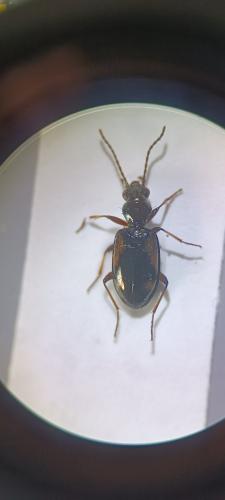Bembidion callosum subconnexum