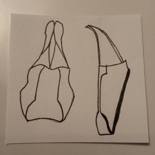 Réf. 366 465 : Neagolius liguricus