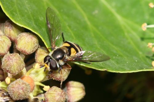 Didea fasciata