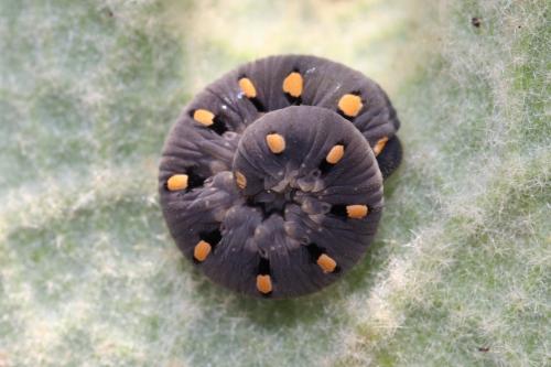 Tenthredo (marginella-thompsoni)