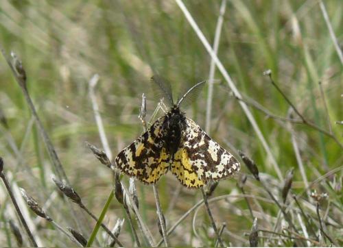 Eurranthis plummistaria