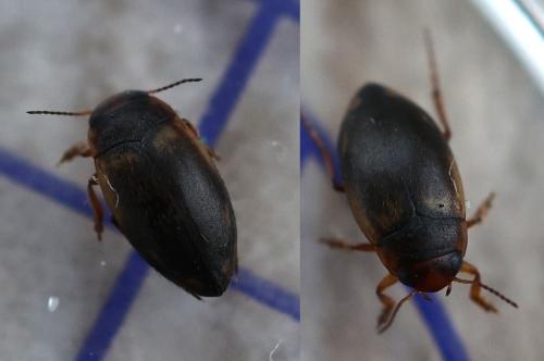 Hydroporus palustris