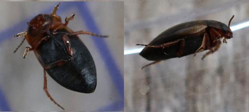 Hydroporus palustris