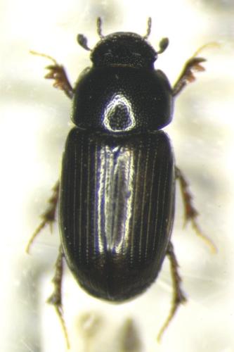 Neagolius liguricus
