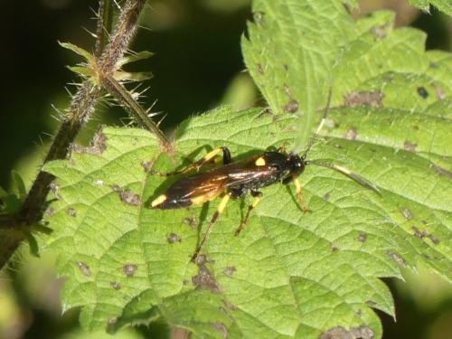 Ichneumon stramentor