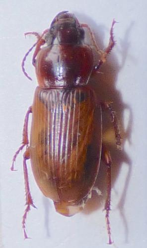 Harpalus microthorax