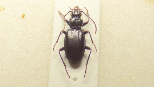 Penetretus nebrioides