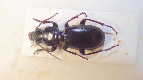 Pterostichus insidiator