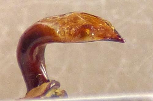 Réf. 366 482 : Pterostichus dux