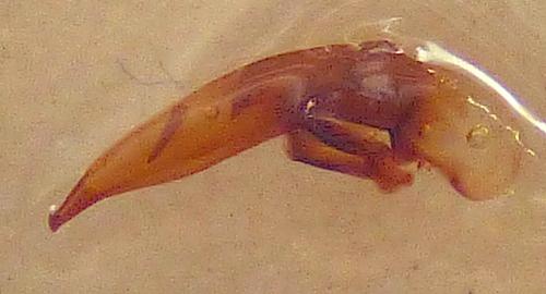 Réf. 366 493 : Harpalus ebenninus