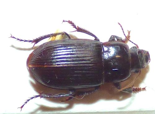 Harpalus zabroides