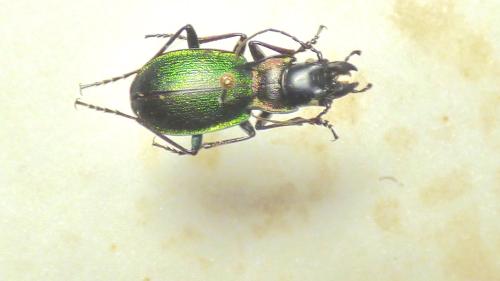 Carabus auriculatus