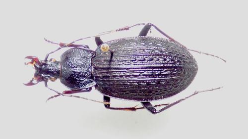 Carabus rugosus boeticus