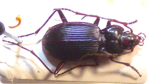 Nebria sobrina