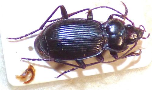Nebria belloti