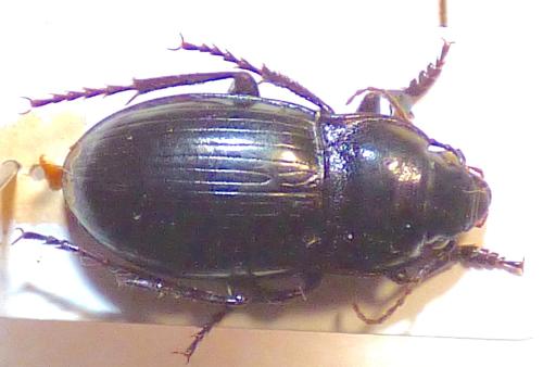 Zabrus consanguineus