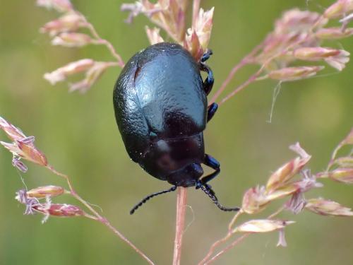Chrysolina fuliginosa