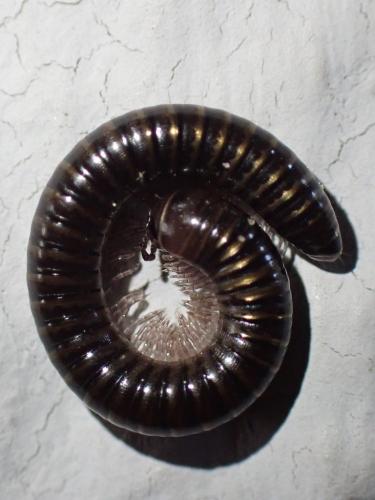 Cylindroiulus caeruleocinctus